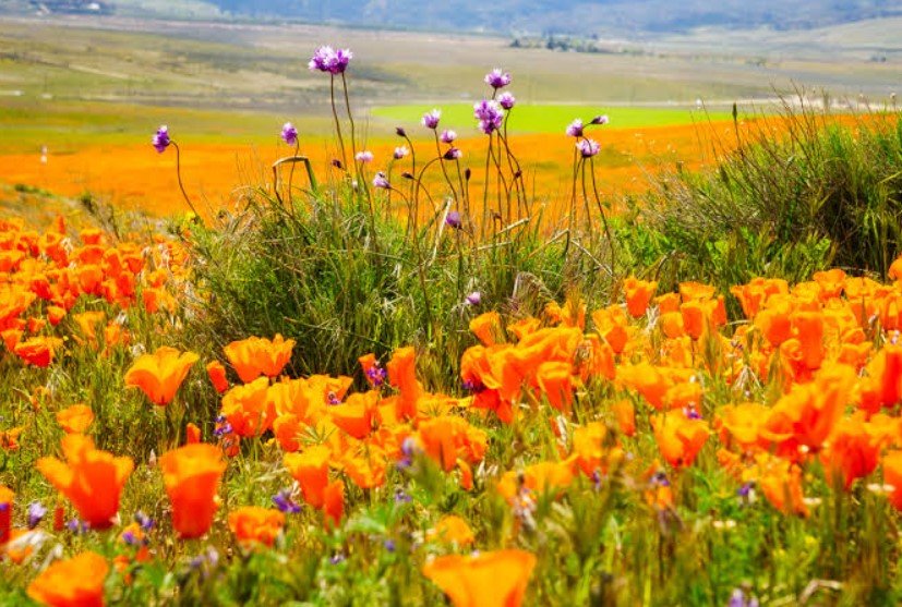 Antelope Valley, California: Location, History, Weather, Things to Do & Travel Guide Antelope Valley Weather