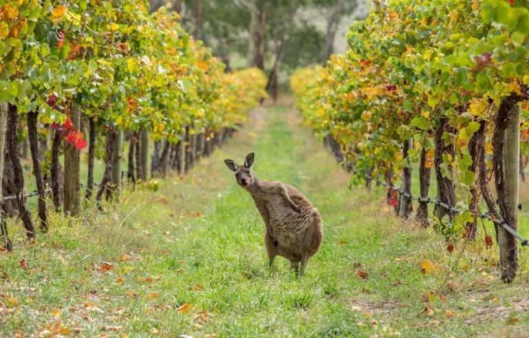 Barossa Valley: Location, History, Weather, Things to Do & Travel Guide Barossa Valley Weather